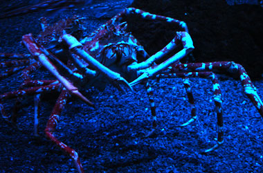 Japanese spider crab at Ripley's Aquarium