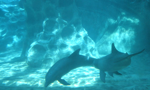 Dolphins at the Georgia Aquarium in Atlanta