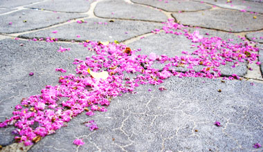 crush fell the pink petals