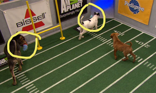 two dogs make the run into the end zone